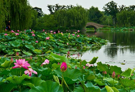 莲池湖公园